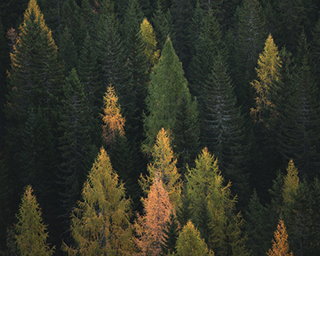 Naturnahe Bestattung